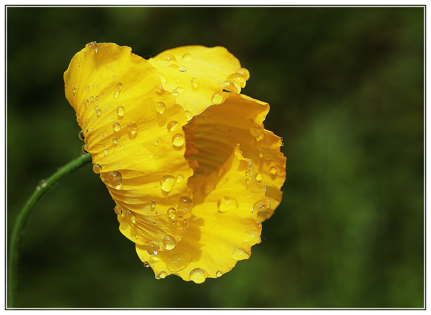 Gelber Mohn