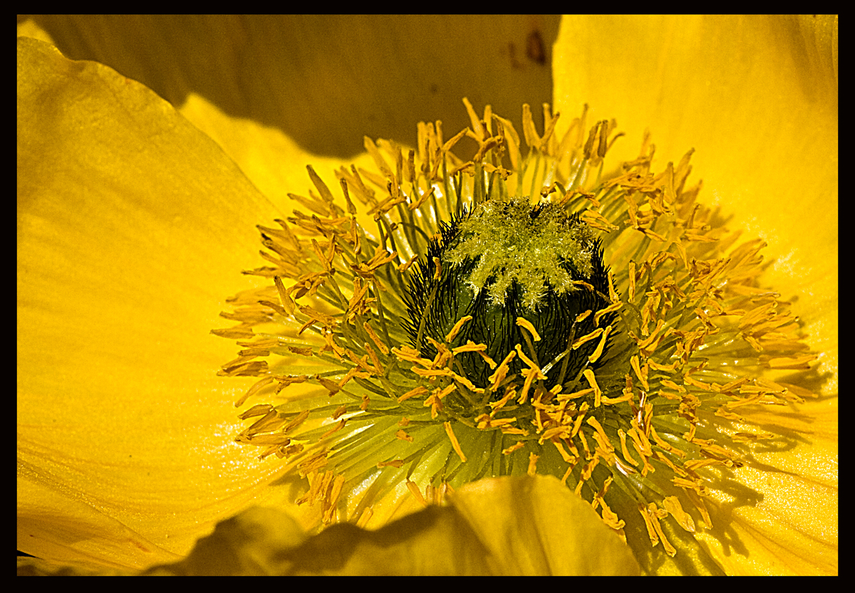 Gelber Mohn