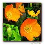 gelber Mohn collage