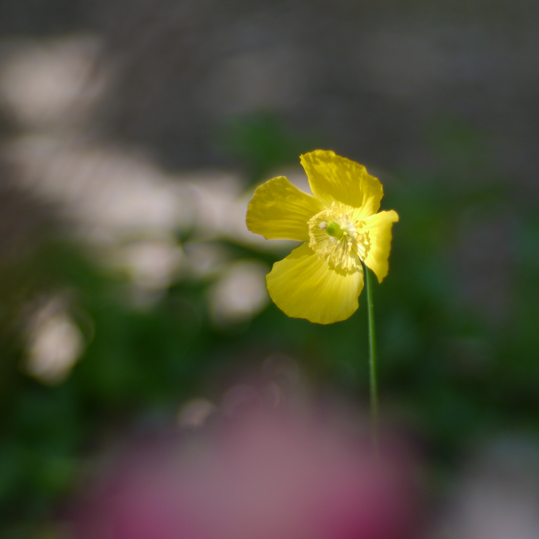 gelber Mohn