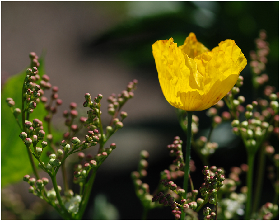 Gelber Mohn...