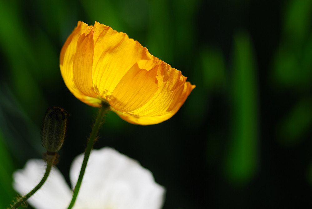 Gelber Mohn