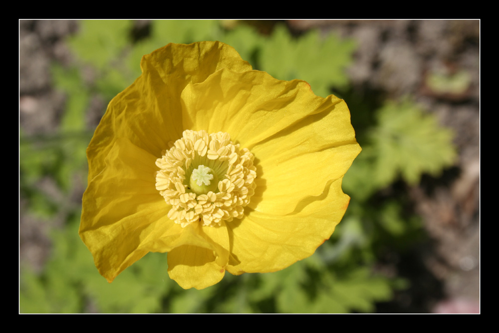 Gelber Mohn