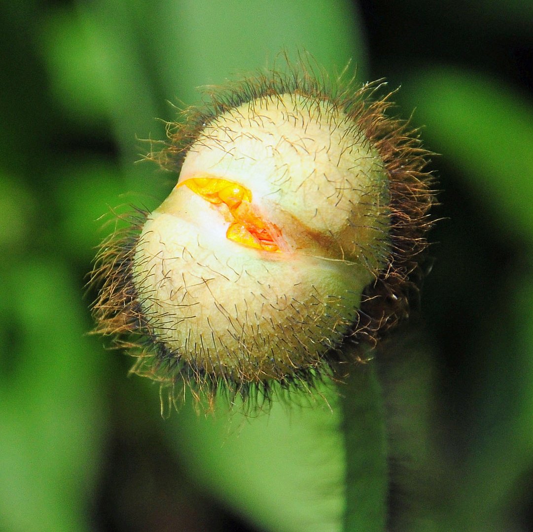 Gelber Mohn