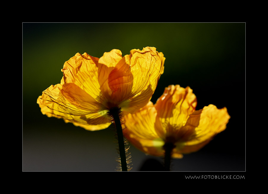 Gelber Mohn