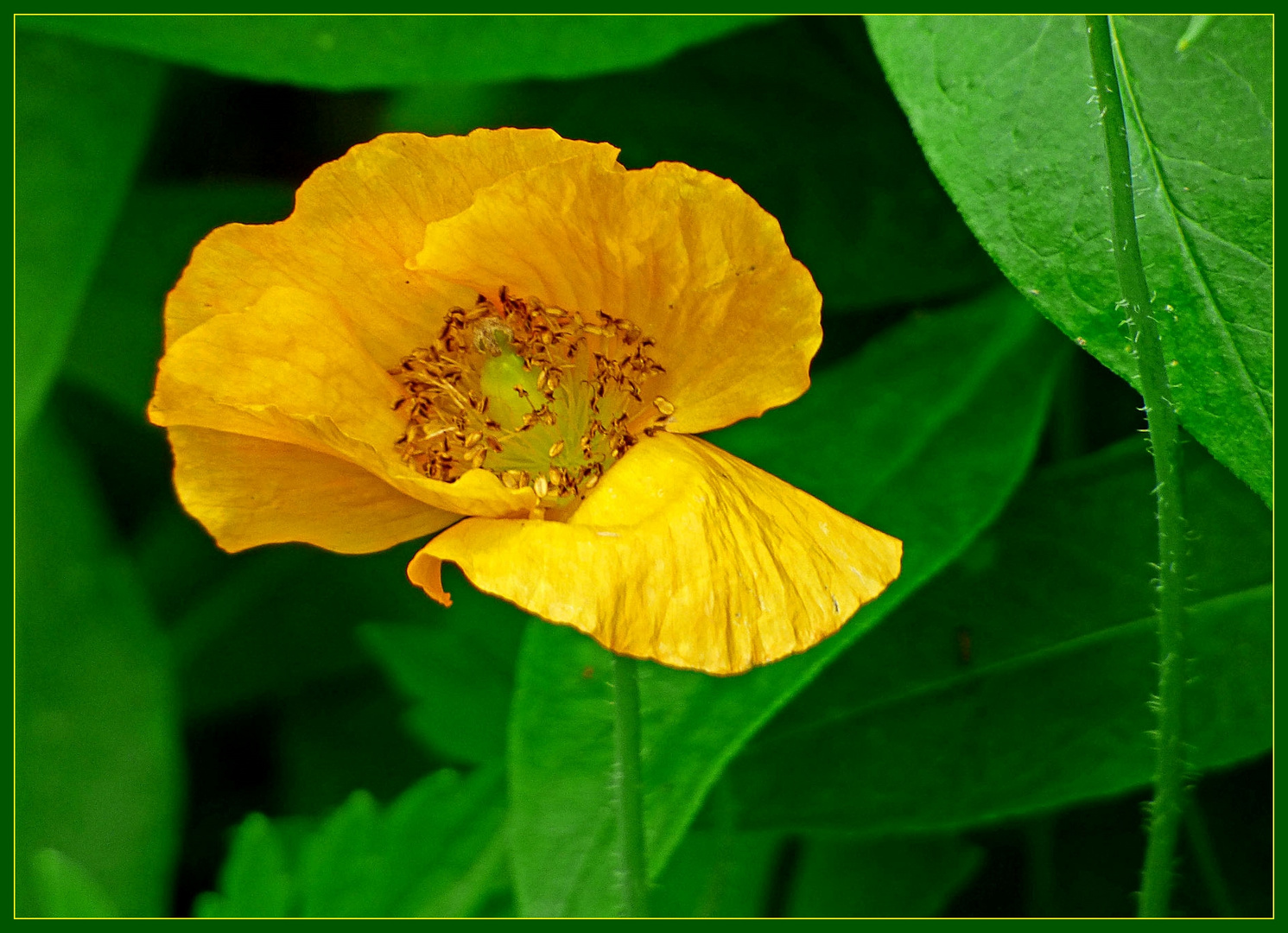 Gelber Mohn