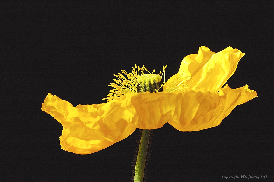 gelber Mohn I