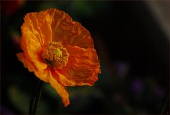 Gelber Mohn II