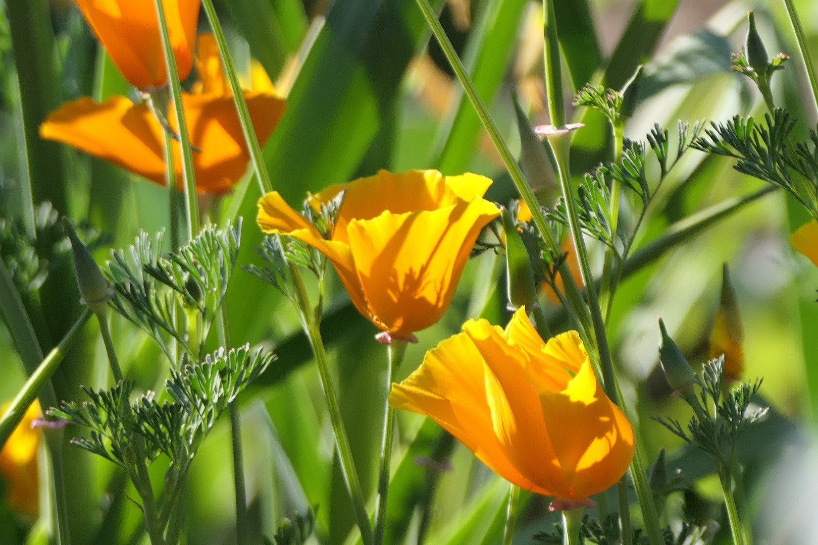 gelber Mohn im Abendlicht