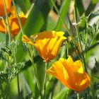 gelber Mohn im Abendlicht