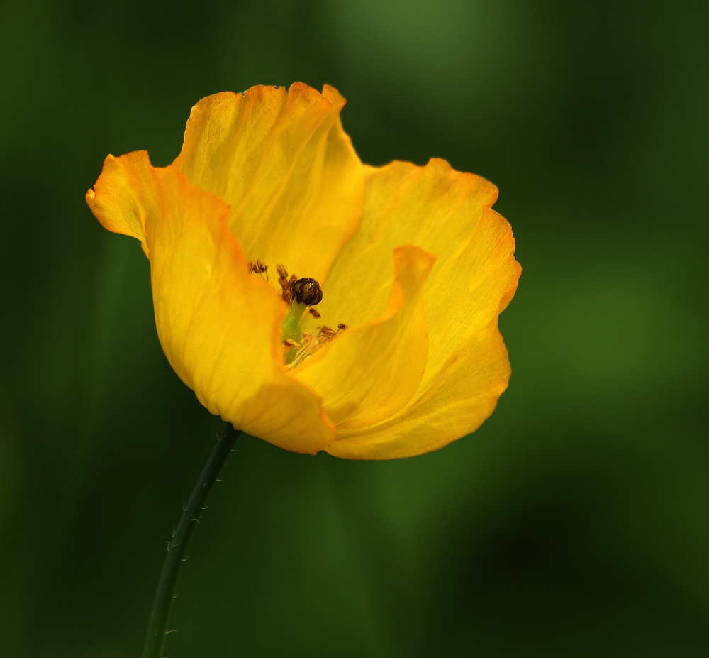 Gelber Mohn im Abendlicht