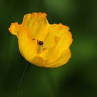 Gelber Mohn im Abendlicht