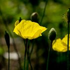 ~ gelber Mohn im Gegenlicht ~