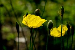 ~ gelber Mohn im Gegenlicht ~