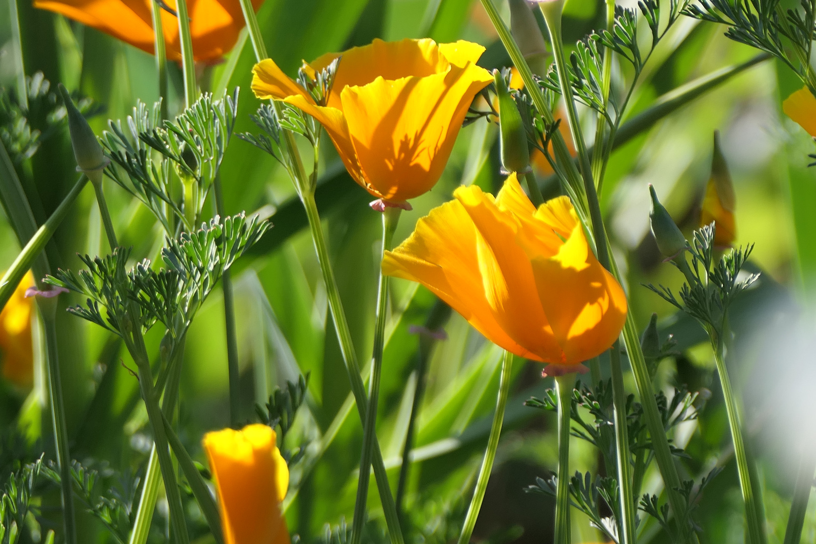 gelber Mohn im Gegenlicht