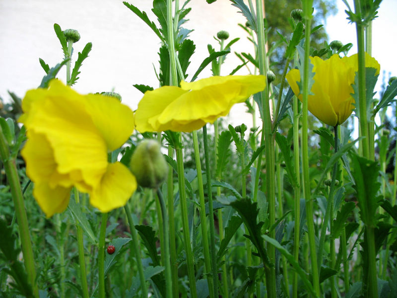 Gelber Mohn mit Marienkäfer