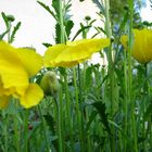 Gelber Mohn mit Marienkäfer