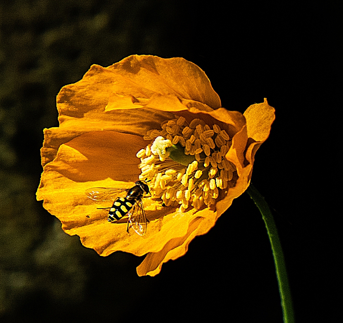 Gelber Mohn mit Schwebfliege