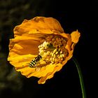 Gelber Mohn mit Schwebfliege