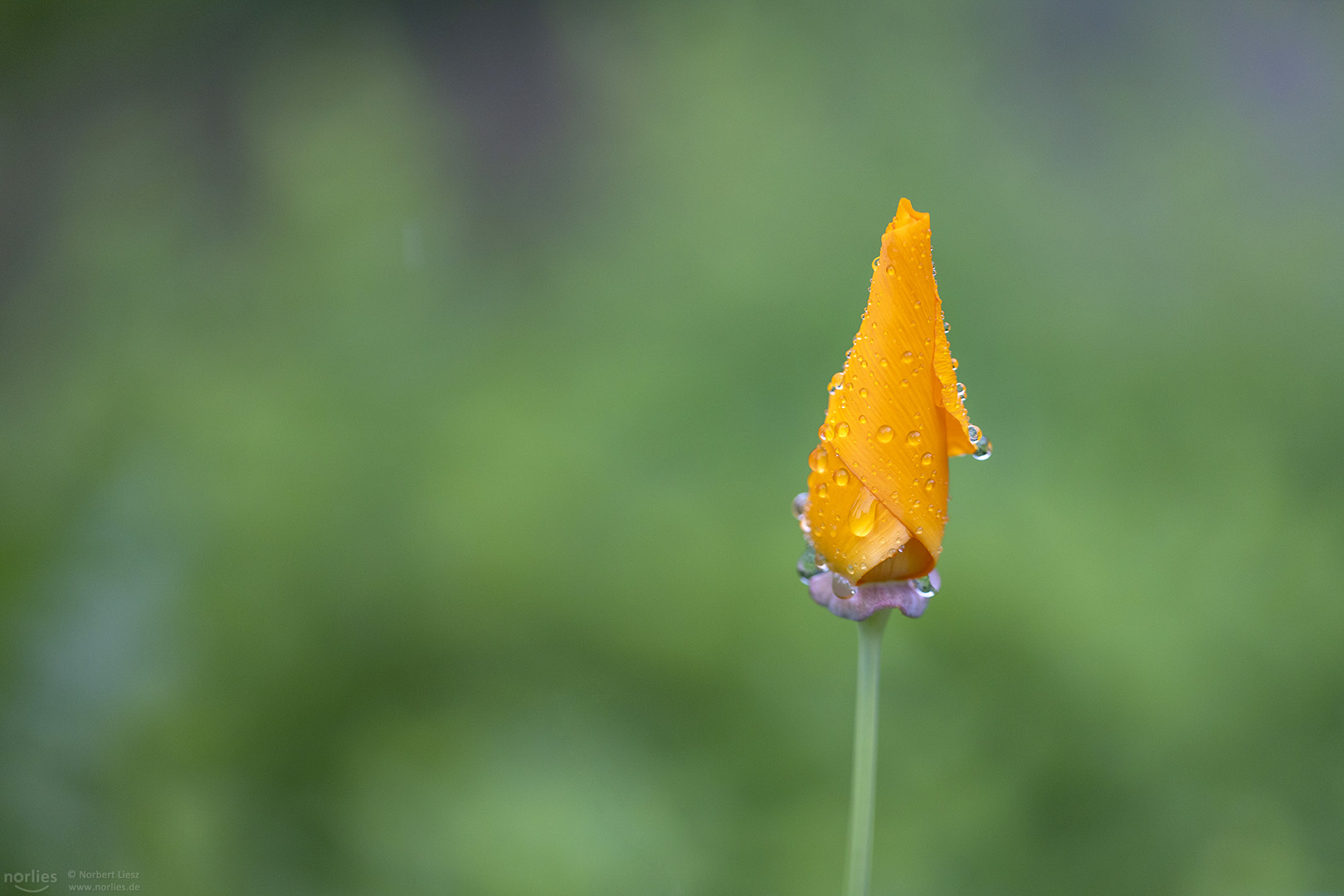 Gelber Mohn mit Tropfen