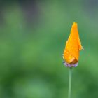 Gelber Mohn mit Tropfen