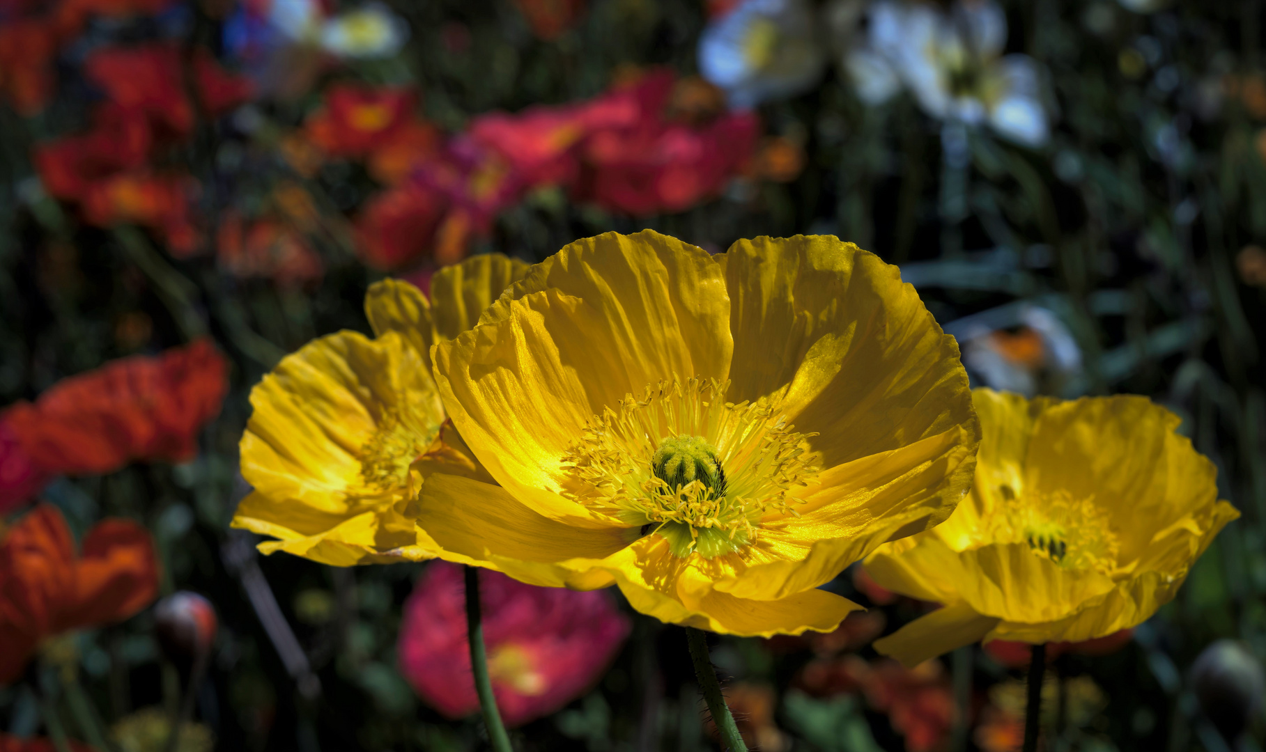 Gelber Mohn .........Schloß Trauttmansdorff