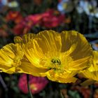 Gelber Mohn .........Schloß Trauttmansdorff