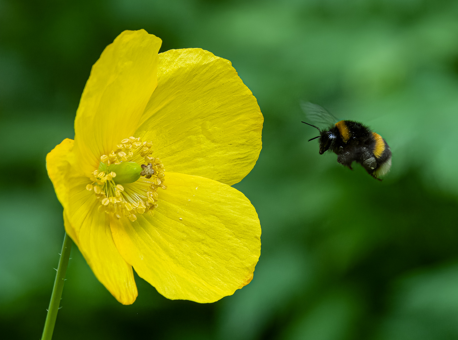 gelber Mohn und Hummel