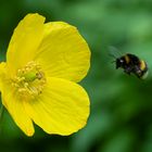 gelber Mohn und Hummel