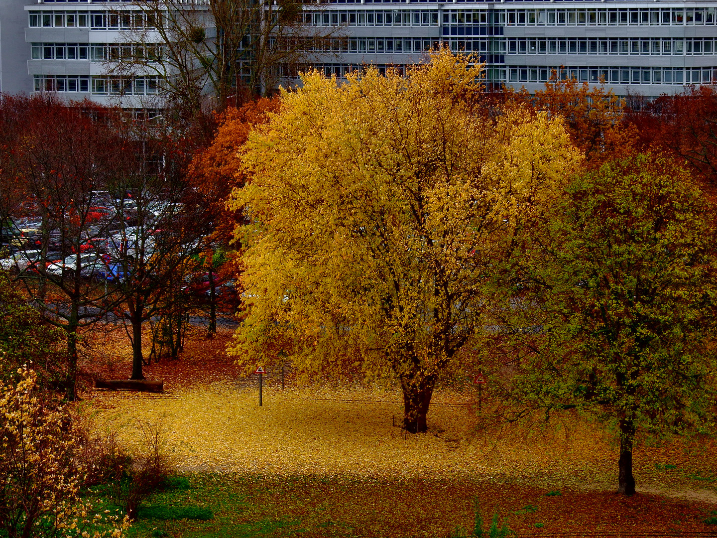 Gelber Niederschlag im Park