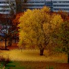 Gelber Niederschlag im Park