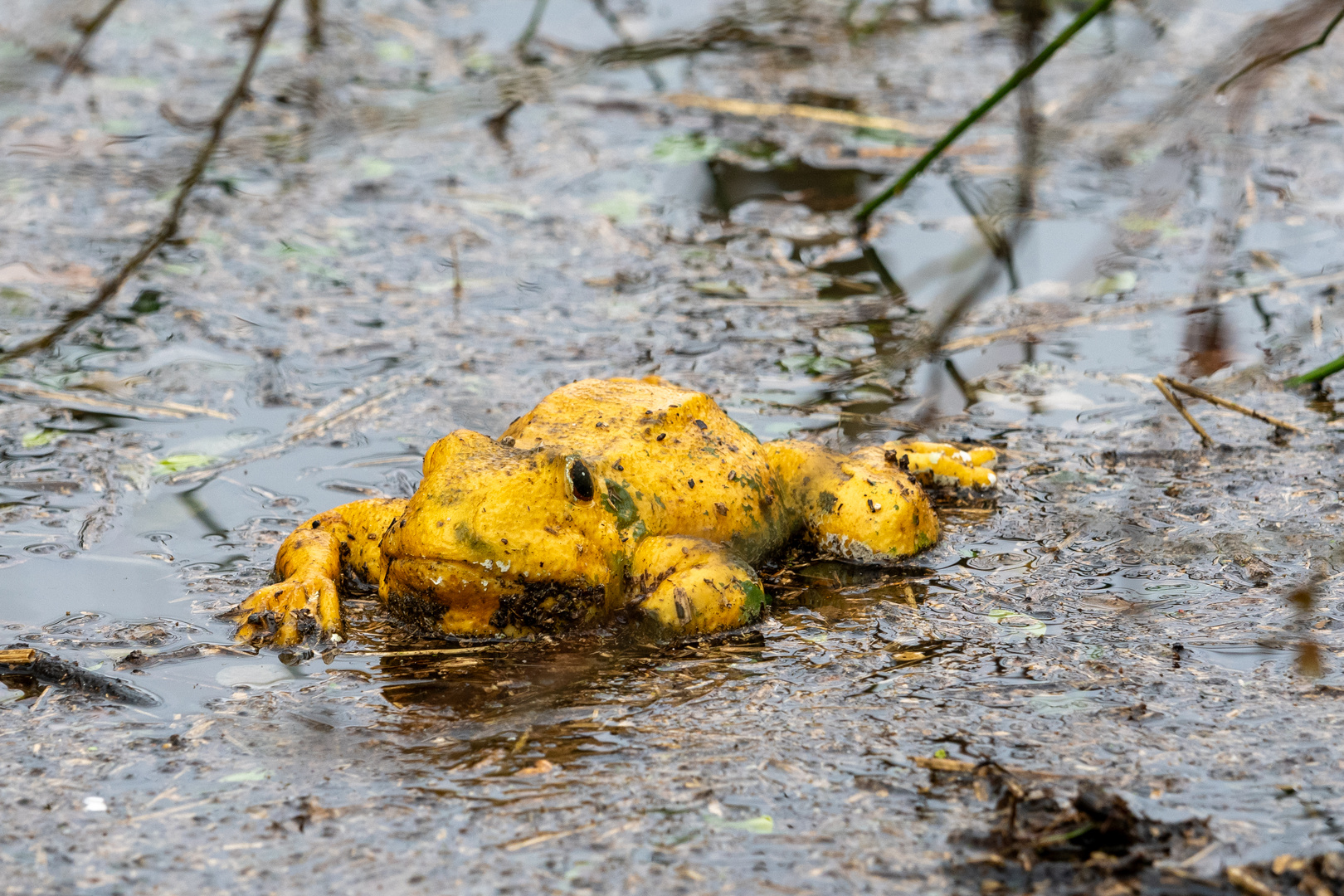 gelber Ochsenfrosch?