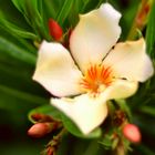 Gelber Oleander