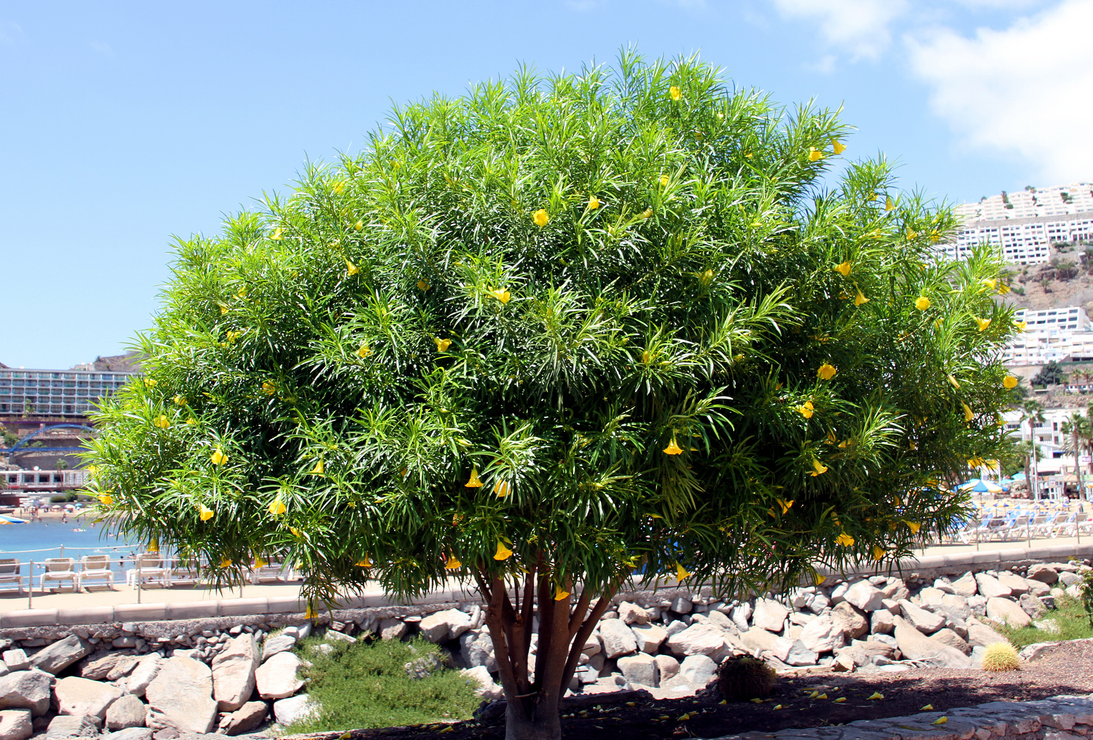 Gelber Oleander