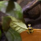 Gelber Pfeilfrosch im Terrarium Landau