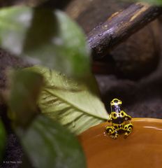 Gelber Pfeilfrosch im Terrarium Landau