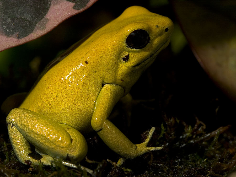 gelber Pfeilgiftfrosch