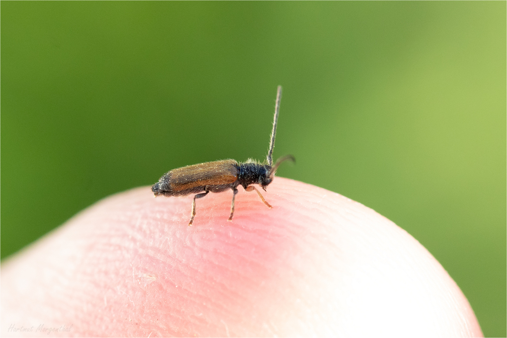 Gelber Pflaumenbock