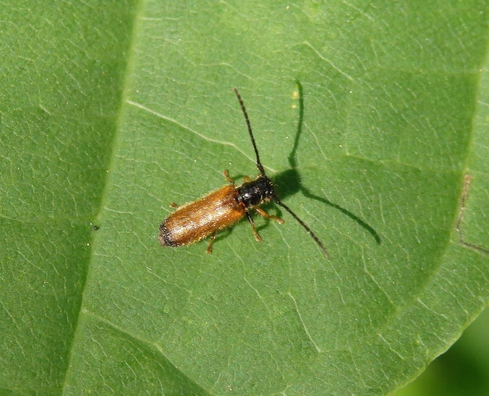 Gelber Pflaumenbock (Tetrops praeustus)