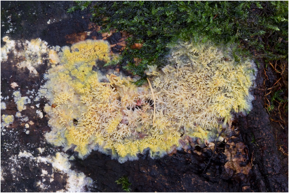 Gelber Pilz Teil 3 Foto & Bild pflanzen, pilze & flechten, pilze