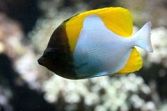 Gelber Pyramiden-Falterfisch