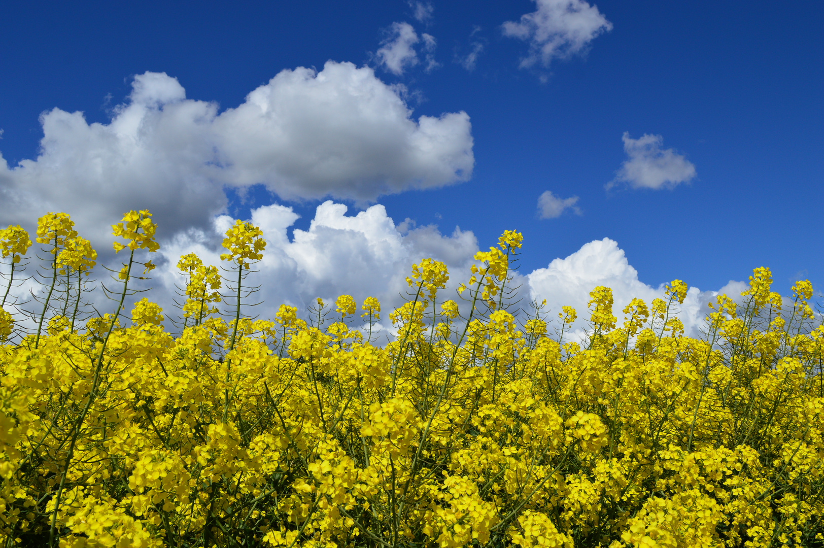 Gelber Raps und Wolken am blauen Himmel