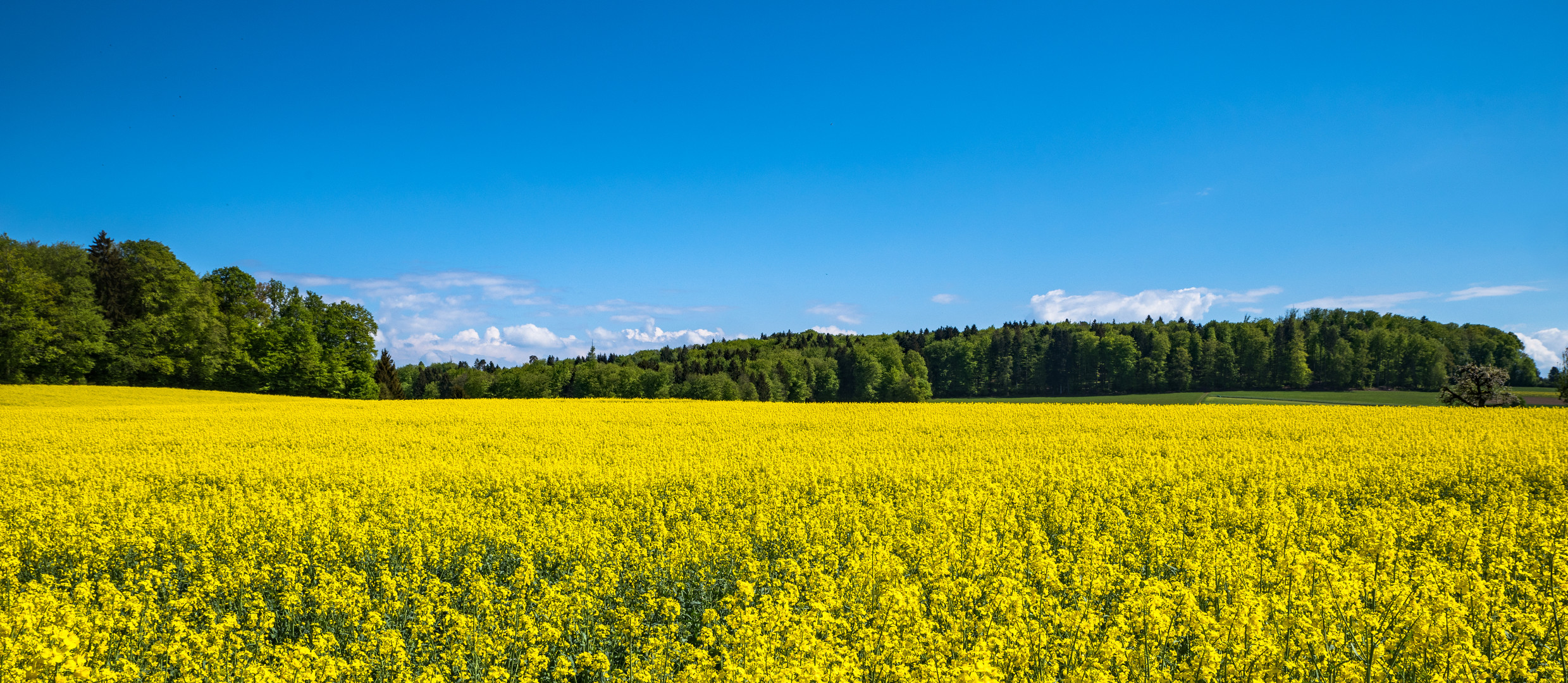 Gelber Raps unter blauem Himmel