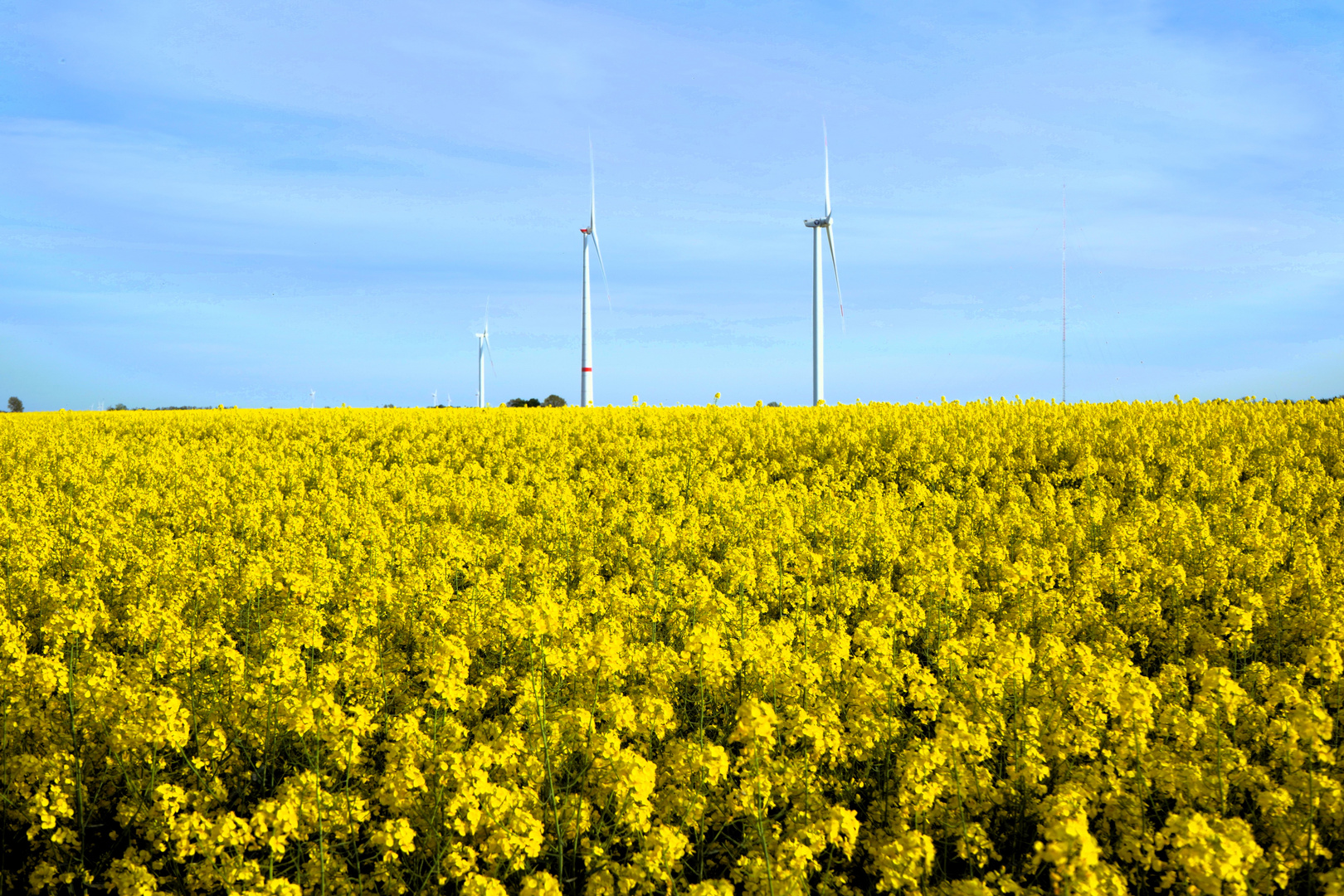 Gelber Raps unter blauen Himmel