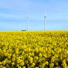 Gelber Raps unter blauen Himmel