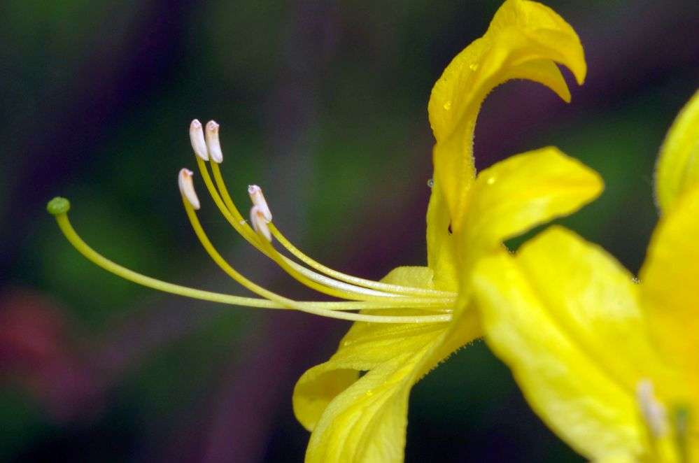 Gelber Rhododendron