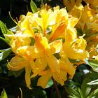 Gelber Rhododendron