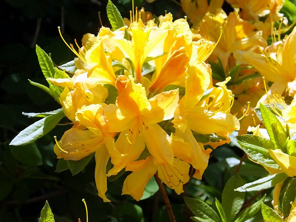 Gelber Rhododendron