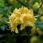 Gelber Rhododendron 