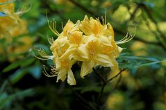 Gelber Rhododendron 